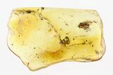 Fossil Fly (Dolichopodidae) w/ Attached Phoretic Mite in Baltic Amber #292484-1